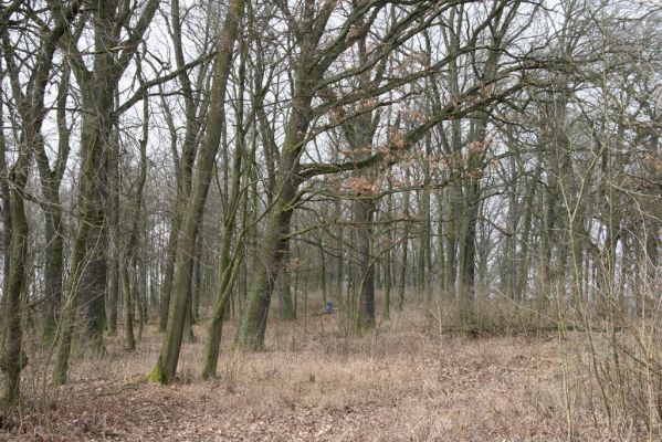 Jičín, 25.3.2018
Valdická obora.
Klíčová slova: Jičín Valdická obora