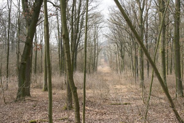 Jičín, 25.3.2018
Valdická obora.
Keywords: Jičín Valdická obora