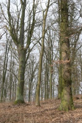 Jičín, 25.3.2018
Valdická obora.
Keywords: Jičín Valdická obora