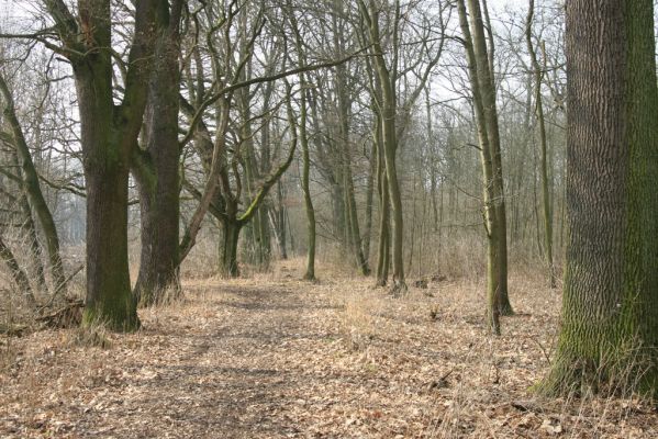 Jičín, 25.3.2018
Valdická obora.
Klíčová slova: Jičín Valdická obora