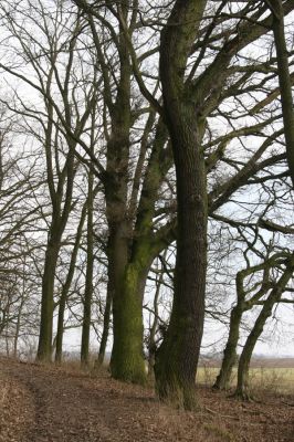 Jičín, 25.3.2018
Valdická obora.
Schlüsselwörter: Jičín Valdická obora