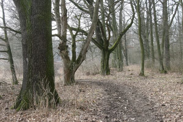 Jičín, 25.3.2018
Valdická obora.
Klíčová slova: Jičín Valdická obora