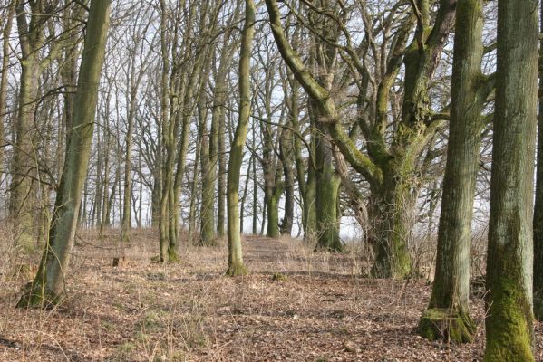 Jičín, 25.3.2018
Valdická obora.
Klíčová slova: Jičín Valdická obora