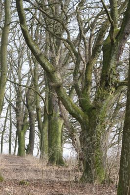 Jičín, 25.3.2018
Valdická obora.
Klíčová slova: Jičín Valdická obora