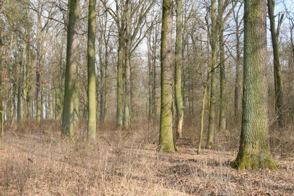 Jičín, 25.3.2018
Valdická obora.
Klíčová slova: Jičín Valdická obora