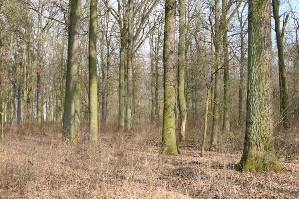 Jičín, 25.3.2018
Valdická obora.
Schlüsselwörter: Jičín Valdická obora