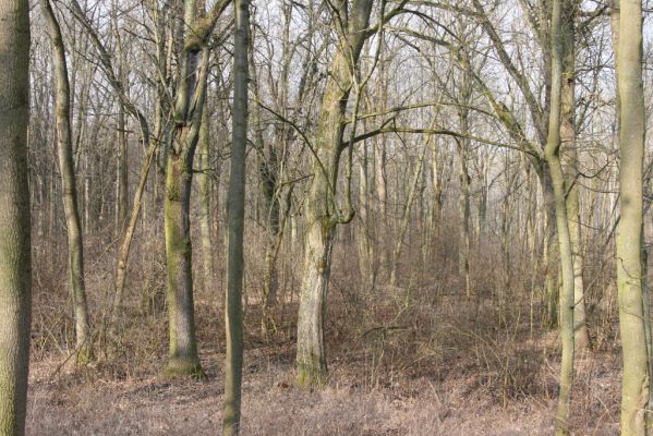 Jičín, 25.3.2018
Valdická obora.
Schlüsselwörter: Jičín Valdická obora