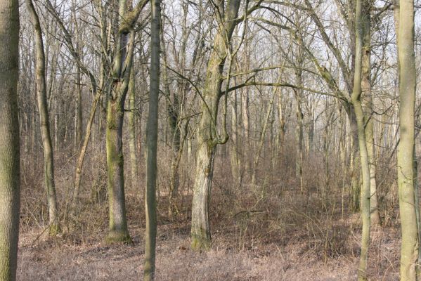 Jičín, 25.3.2018
Valdická obora.
Klíčová slova: Jičín Valdická obora