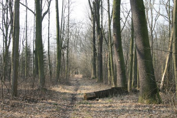 Jičín, 25.3.2018
Valdická obora.
Schlüsselwörter: Jičín Valdická obora
