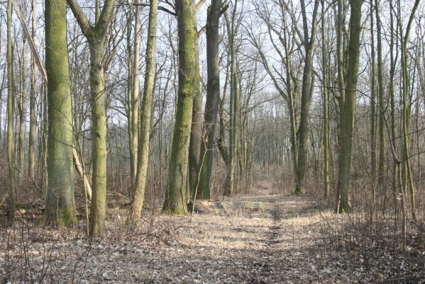 Jičín, 25.3.2018
Valdická obora.
Keywords: Jičín Valdická obora