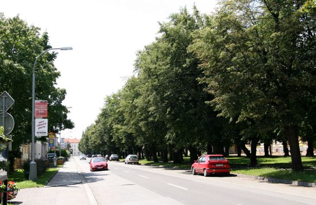 Jičín, 26.7.2009
Lipové stromořadí.
Schlüsselwörter: Jičín Valdštejnská alej Lamprodila rutilans krasec lipový