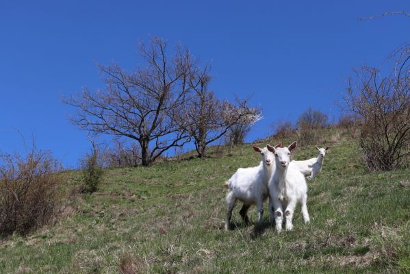 Jičín, 27.4.2021
Vrch Zebín - pastvina na jižním svahu.
Schlüsselwörter: Jičín Zebín