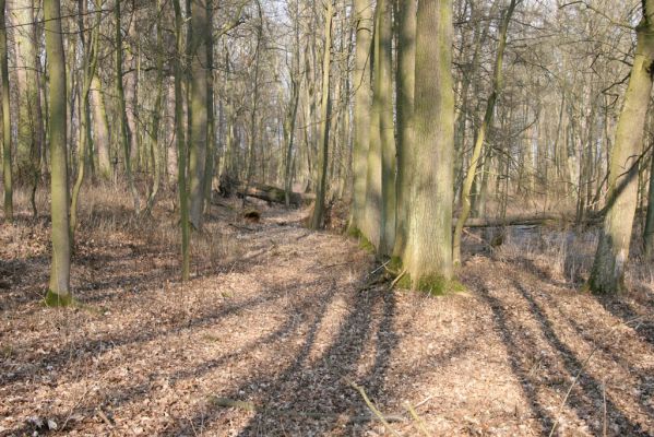 Jičín, 25.3.2018
Libosad.
Klíčová slova: Jičín Libosad