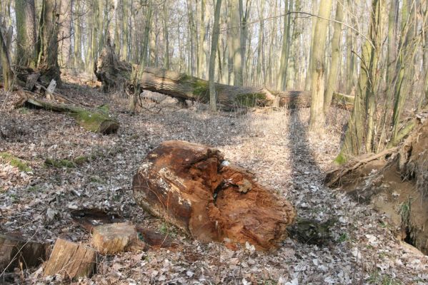 Jičín, 25.3.2018
Libosad.
Klíčová slova: Jičín Libosad