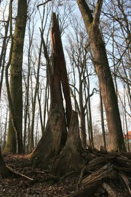 Jičín, 25.3.2018
Libosad.
Schlüsselwörter: Jičín Libosad