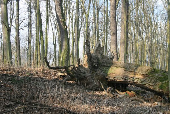 Jičín, 25.3.2018
Libosad.
Schlüsselwörter: Jičín Libosad