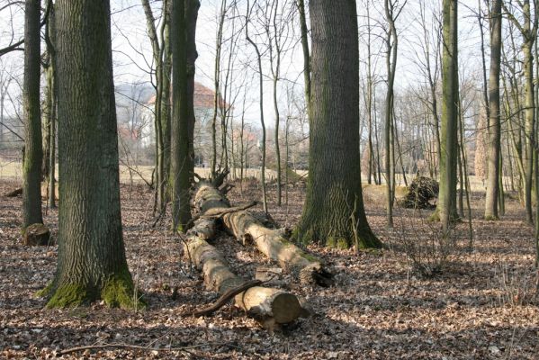 Jičín, 25.3.2018
Libosad - v pozadí Valdštejnská lodžie.
Klíčová slova: Jičín Libosad Valdštejnská lodžie