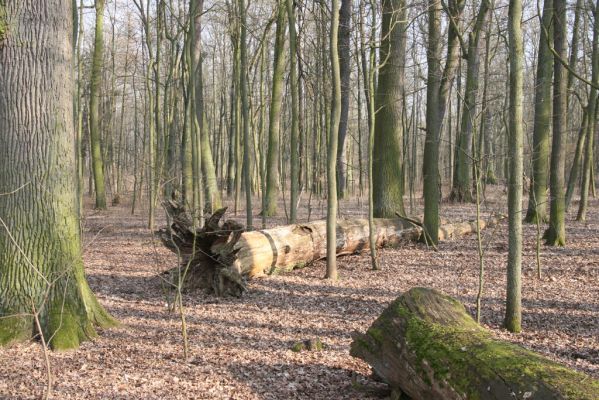 Jičín, 25.3.2018
Libosad.
Klíčová slova: Jičín Libosad