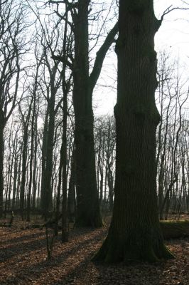 Jičín, 25.3.2018
Libosad.
Keywords: Jičín Libosad