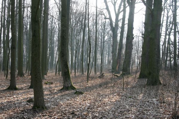 Jičín, 25.3.2018
Libosad.
Schlüsselwörter: Jičín Libosad