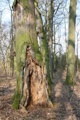 Jičín, 25.3.2018
Libosad.
Klíčová slova: Jičín Libosad