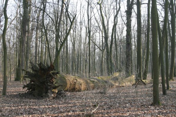 Jičín, 25.3.2018
Libosad.
Klíčová slova: Jičín Libosad