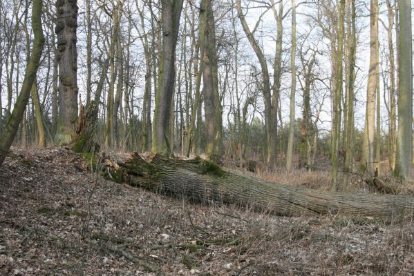 Jičín, 25.3.2018
Libosad.
Schlüsselwörter: Jičín Libosad