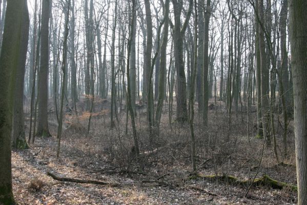 Jičín, 25.3.2018
Libosad.
Schlüsselwörter: Jičín Libosad