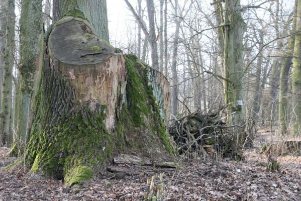 Jičín, 25.3.2018
Libosad.
Klíčová slova: Jičín Libosad