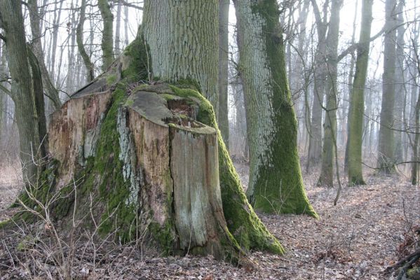 Jičín, 25.3.2018
Libosad.
Klíčová slova: Jičín Libosad