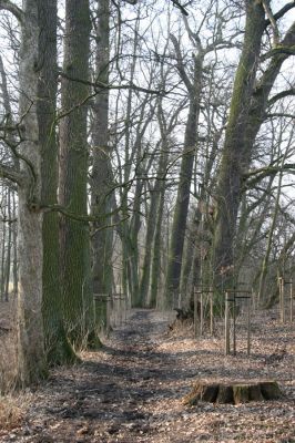 Jičín, 25.3.2018
Libosad.
Klíčová slova: Jičín Libosad