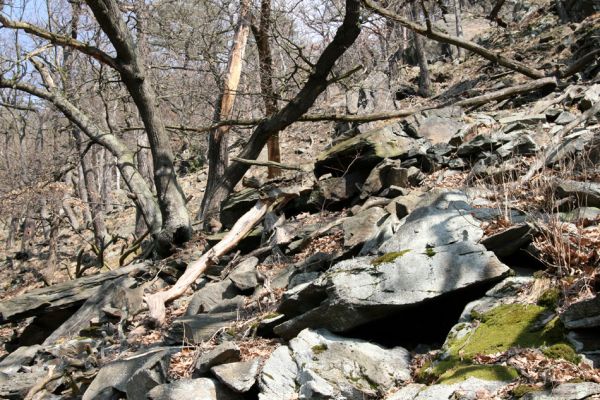 Jirkov, Jindřišská, 21.3.2012
Suťový les nad vodní nádrží Jirkov.
Klíčová slova: Krušné hory Jirkov Jindřišská