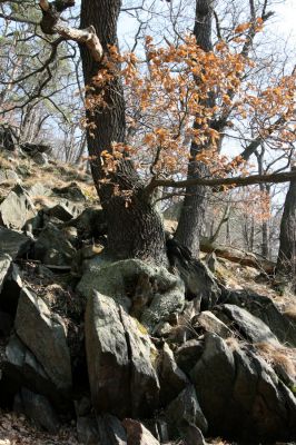 Jirkov, Jindřišská, 21.3.2012
Suťový les nad vodní nádrží Jirkov.
Klíčová slova: Krušné hory Jirkov Jindřišská