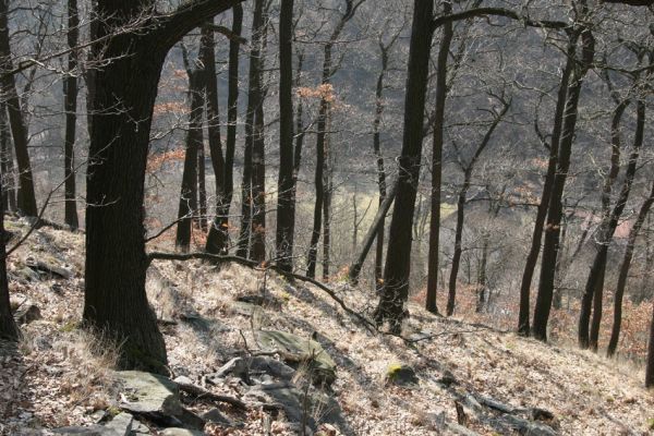 Jirkov, Jindřišská, 21.3.2012
Suťový les nad vodní nádrží Jirkov.
Klíčová slova: Krušné hory Jirkov Jindřišská