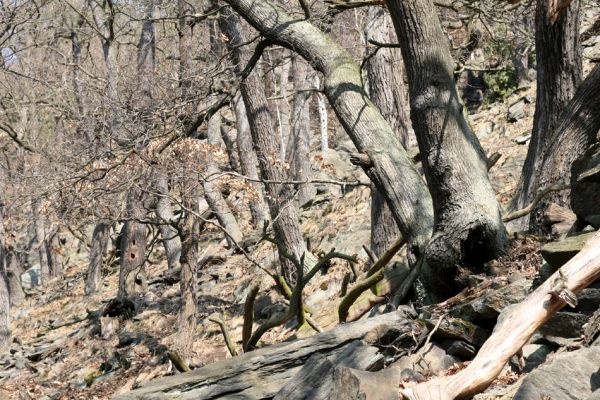 Jirkov, Jindřišská, 21.3.2012
Suťový les nad vodní nádrží Jirkov.
Klíčová slova: Krušné hory Jirkov Jindřišská