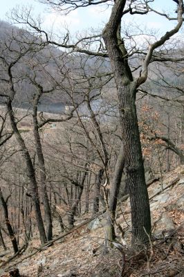 Jirkov, Jindřišská, 21.3.2012
Suťový les nad vodní nádrží Jirkov.
Klíčová slova: Krušné hory Jirkov Jindřišská vodní nádrž