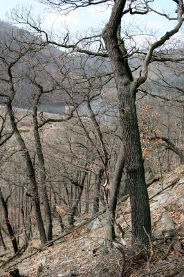 Jirkov, Jindřišská, 21.3.2012
Suťový les nad vodní nádrží Jirkov.
Schlüsselwörter: Krušné hory Jirkov Jindřišská vodní nádrž