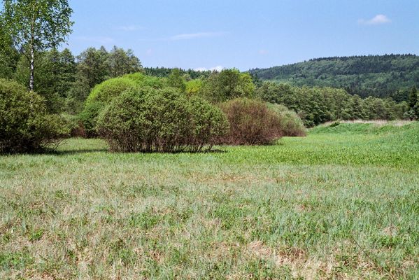 Jívka, 25.5.2003
Horní Vernéřovice, niva u Dřevíče. Biotop kovaříka Actenicerus siaelandicus.
Schlüsselwörter: Jívka Horní Vernéřovice Dřevíč Actenicerus siaelandicus