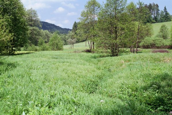 Jívka, 25.5.2003
Horní Vernéřovice, niva u Dřevíče. Biotop kovaříka Aplotarsus angustulus.
Mots-clés: Jívka Horní Vernéřovice Dřevíč Aplotarsus angustulus