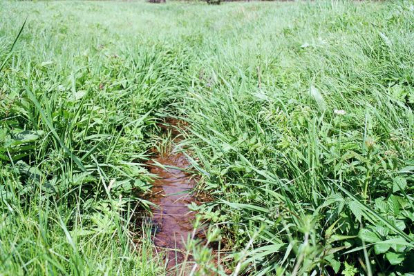 Jívka, 25.5.2003
Horní Vernéřovice, niva u Dřevíče. Biotop kovaříka Aplotarsus angustulus.
Schlüsselwörter: Jívka Horní Vernéřovice Dřevíč Aplotarsus angustulus