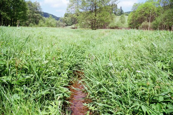 Jívka, 25.5.2003
Horní Vernéřovice, niva u Dřevíče. Biotop kovaříka Aplotarsus angustulus.
Schlüsselwörter: Jívka Horní Vernéřovice Dřevíč Aplotarsus angustulus