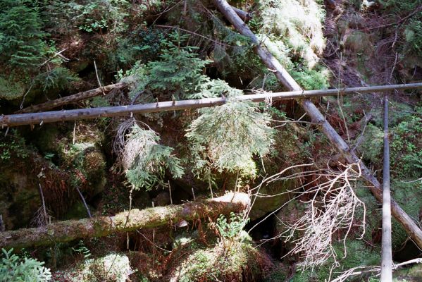 Jívka, 30.5.2003
Adršpašskoteplické-skály, Vlčí rokle - Ptačí příkop.
Mots-clés: Jívka Adršpašskoteplické-skály Vlčí rokle Ptačí příkop Sericus subaeneus Liotrichus affinis