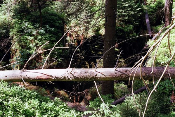 Jívka, 30.5.2003
Adršpašskoteplické-skály, Vlčí rokle - horní část.
Klíčová slova: Jívka Adršpašskoteplické-skály Vlčí rokle Sericus subaeneus Paraphotistus impressus