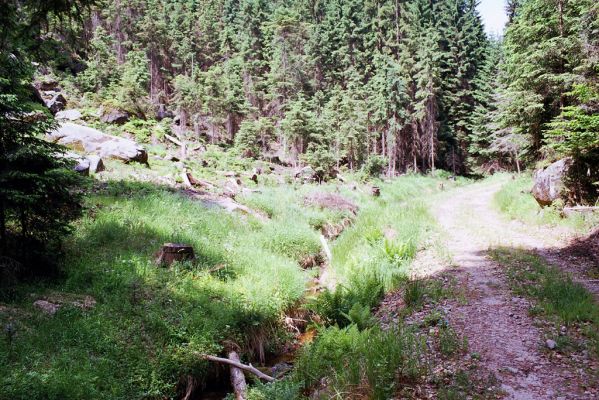 Jívka, 30.5.2003
Adršpašskoteplické-skály, Vlčí rokle - horní část.
Mots-clés: Jívka Adršpašskoteplické-skály Vlčí rokle