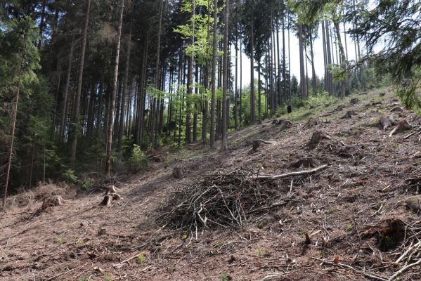 Jívka, 8.5.2020
Jestřebí hory. Holoseč pod Zadním lesem.
Klíčová slova: Jívka Jestřebí hory Zadní les Corticeus fraxini