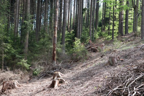 Jívka, 8.5.2020
Jestřebí hory. Holoseč pod Zadním lesem.
Klíčová slova: Jívka Jestřebí hory Zadní les Corticeus fraxini