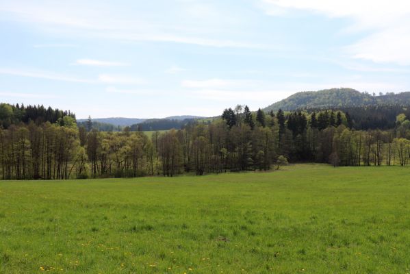 Jívka, 8.5.2020
Horní Vernéřovice, údolí Dřevíče.
Klíčová slova: Jívka Horní Vernéřovice Dřevíč