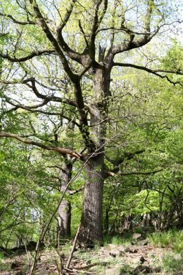Jílové, Holý vrch, 8.5.2015
Labské pískovce - Holý vrch, duby pod vrcholem kopce.

Klíčová slova: Jílové Labské pískovce Holý vrch