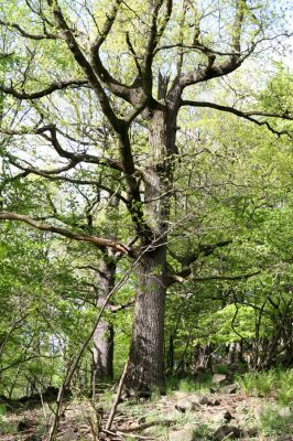 Jílové, Holý vrch, 8.5.2015
Labské pískovce - Holý vrch, duby pod vrcholem kopce.

Schlüsselwörter: Jílové Labské pískovce Holý vrch