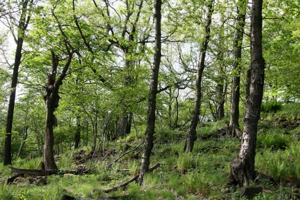 Jílové, Holý vrch, 8.5.2015
Labské pískovce - Holý vrch, les pod vrcholem kopce.



Klíčová slova: Jílové Labské pískovce Holý vrch Hypoganus inunctus